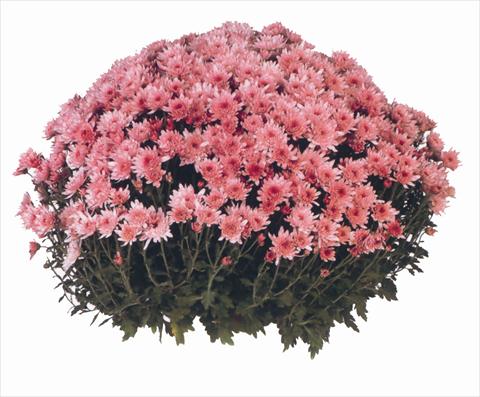 Foto de variedad de flores para ser usadas como: Maceta y planta de temporada Chrysanthemum Yahou