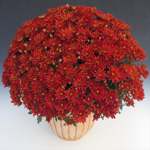 Foto de variedad de flores para ser usadas como: Maceta y planta de temporada Chrysanthemum Fada Rouge