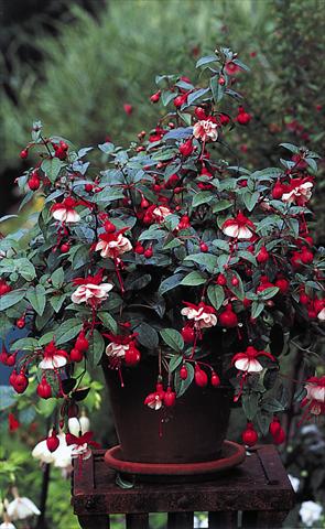 Foto de variedad de flores para ser usadas como: Tarrina de colgar / Maceta Fuchsia General Monk Red White