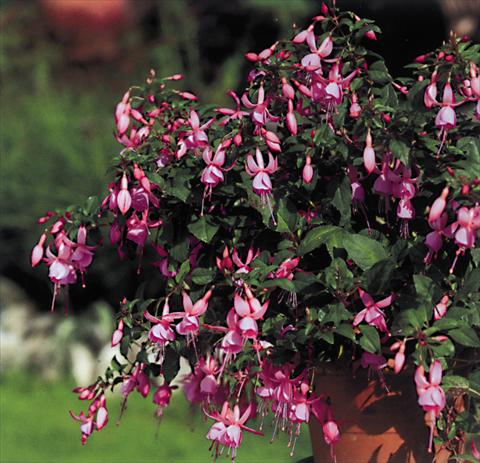 Foto de variedad de flores para ser usadas como: Tarrina de colgar / Maceta Fuchsia Pink Beacon