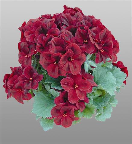 Foto de variedad de flores para ser usadas como: Maceta y planta de temporada Pelargonium grandiflorum pac® Aristo® Shocko