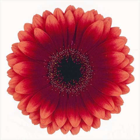 Foto de variedad de flores para ser usadas como: Flor cortada Gerbera jamesonii Manhattan