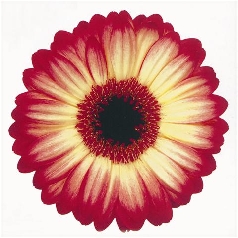 Foto de variedad de flores para ser usadas como: Flor cortada Gerbera jamesonii Paintball