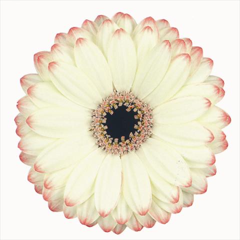 Foto de variedad de flores para ser usadas como: Flor cortada Gerbera jamesonii Reflex