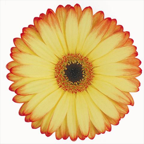 Foto de variedad de flores para ser usadas como: Flor cortada Gerbera jamesonii Woodstock