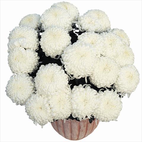 Foto de variedad de flores para ser usadas como: Maceta Chrysanthemum Komodo Blanc