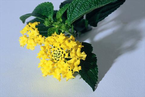 Foto de variedad de flores para ser usadas como: Maceta Lantana camara Goldsonne
