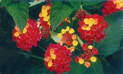 Foto de variedad de flores para ser usadas como: Maceta y planta de temporada Lantana camara Ingersheimer