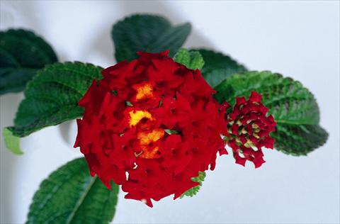 Foto de variedad de flores para ser usadas como: Maceta y planta de temporada Lantana camara Kolibri Red