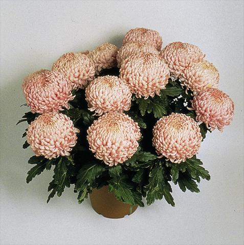 Foto de variedad de flores para ser usadas como: Maceta Chrysanthemum Movida