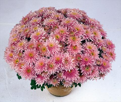 Foto de variedad de flores para ser usadas como: Maceta Chrysanthemum Obao