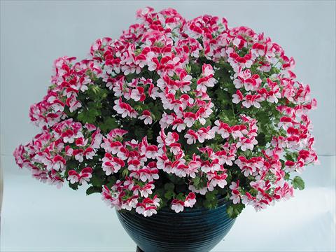 Foto de variedad de flores para ser usadas como: Maceta Pelargonium grandiflorum pac® Angeleyes® Bicolor