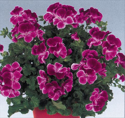 Foto de variedad de flores para ser usadas como: Maceta Pelargonium grandiflorum pac® Angeleyes® Burgundy