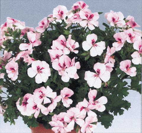 Foto de variedad de flores para ser usadas como: Maceta Pelargonium grandiflorum pac® Angeleyes® Light