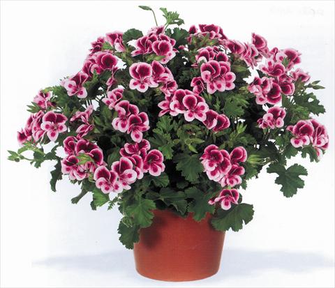 Foto de variedad de flores para ser usadas como: Maceta Pelargonium grandiflorum pac® Angeleyes® Randy