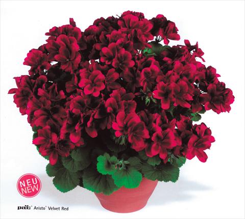 Foto de variedad de flores para ser usadas como: Maceta y planta de temporada Pelargonium grandiflorum pac® Aristo® Velvet Red