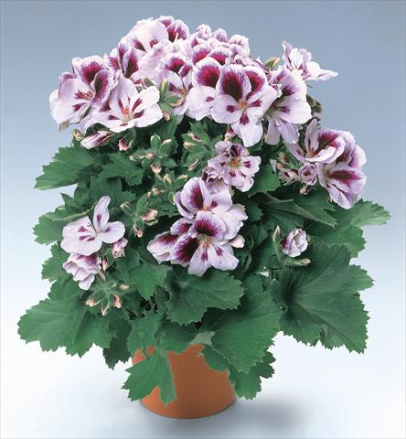 Foto de variedad de flores para ser usadas como: Maceta y planta de temporada Pelargonium grandiflorum pac® Aristo® Clara Shumann