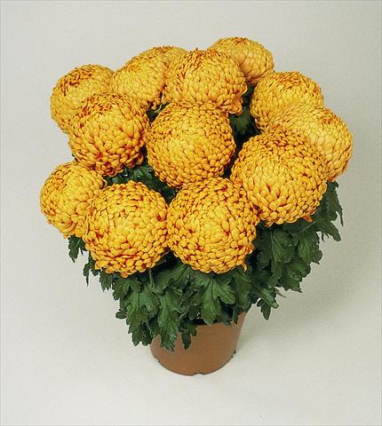 Foto de variedad de flores para ser usadas como: Maceta Chrysanthemum Polochon