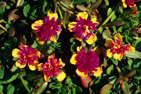 Foto de variedad de flores para ser usadas como: Maceta o cesta de trasplante Portulaca Sun Bicolour