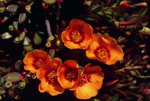 Foto de variedad de flores para ser usadas como: Maceta o cesta de trasplante Portulaca Orange