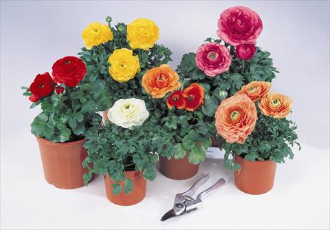 Foto de variedad de flores para ser usadas como: Planta de temporada / borde del macizo Ranunculus asiaticus Pratolino