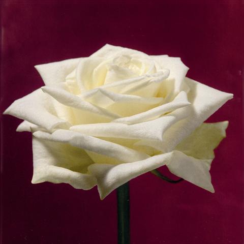 Foto de variedad de flores para ser usadas como: Flor cortada Rosa Tea Boeing