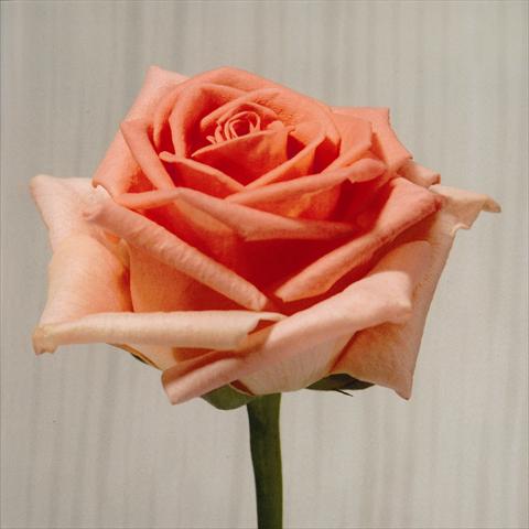 Foto de variedad de flores para ser usadas como: Flor cortada Rosa Tea Homerun