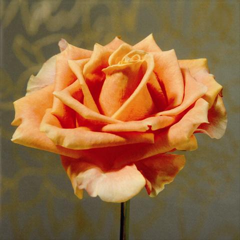 Foto de variedad de flores para ser usadas como: Flor cortada Rosa Tea Passoa