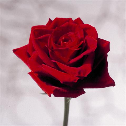 Foto de variedad de flores para ser usadas como: Flor cortada Rosa Tea Red Champ