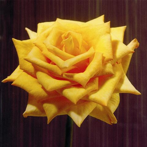 Foto de variedad de flores para ser usadas como: Flor cortada Rosa Tea Wisdom