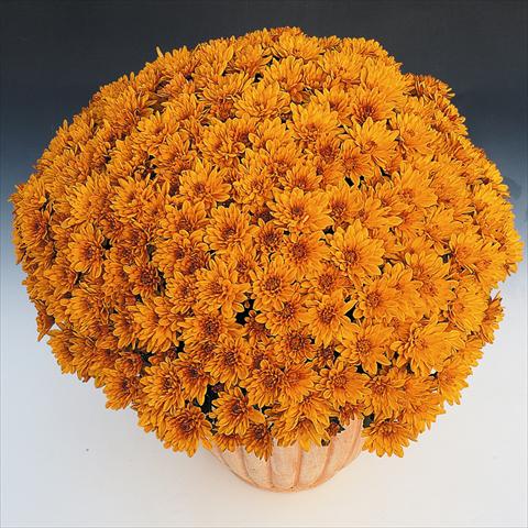 Foto de variedad de flores para ser usadas como: Maceta y planta de temporada Chrysanthemum Soda Cognac