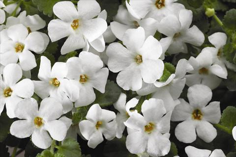 Foto de variedad de flores para ser usadas como: Maceta o cesta de trasplante Bacopa (Sutera cordata) Jumbo White