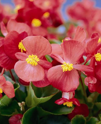 Foto de variedad de flores para ser usadas como: Planta de temporada / borde del macizo Begonia semperflorens Ascot