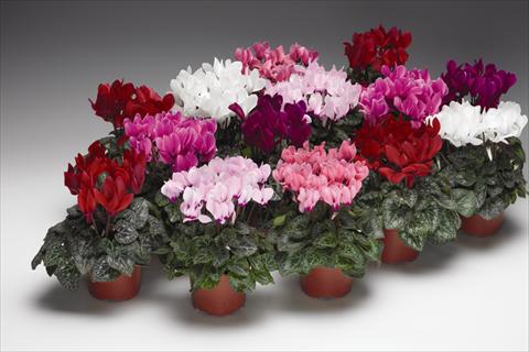 Foto de variedad de flores para ser usadas como: Tarrina de colgar / Maceta Cyclamen persicum  Zanetto F1
