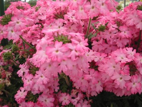 Foto de variedad de flores para ser usadas como: Maceta, planta de temporada, patio Verbena Magelana Pink Swirl