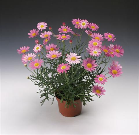 Foto de variedad de flores para ser usadas como: Maceta y planta de temporada Argyranthemum frutescens Molimba® Maggy Rose single