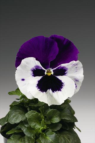 Foto de variedad de flores para ser usadas como: Planta de temporada / borde del macizo Viola wittrockiana Colossus F1 White with Purple Wing