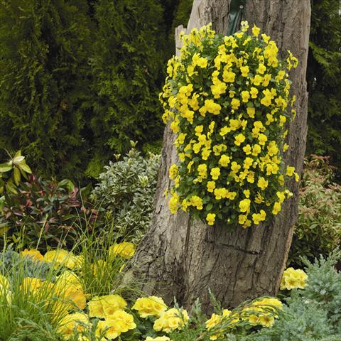 Foto de variedad de flores para ser usadas como: Tarrina de colgar / Maceta Viola cornuta Endurio F1 Pure Yellow