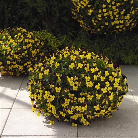 Foto de variedad de flores para ser usadas como: Tarrina de colgar / Maceta Viola cornuta Endurio F1 Yellow With Red Wing