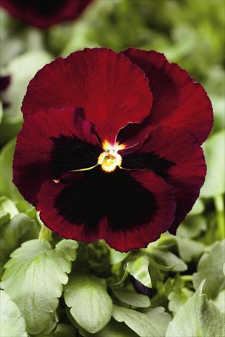 Foto de variedad de flores para ser usadas como: Planta de temporada / borde del macizo Viola wittrockiana Colossus F1 Red with Blotch