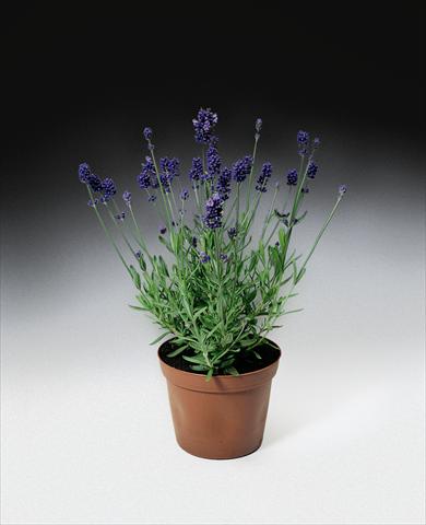 Foto de variedad de flores para ser usadas como: Planta de temporada / borde del macizo Lavandula angustifolia Blue Scent TM