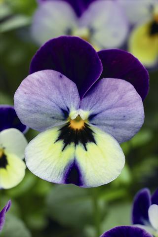 Foto de variedad de flores para ser usadas como: Tarrina de colgar / Maceta Viola cornuta Endurio F1 Blue Yellow With Purple Wing
