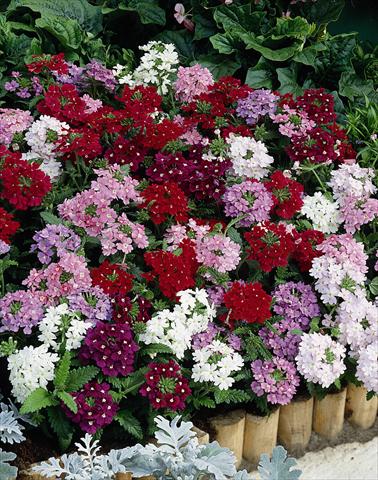 Foto de variedad de flores para ser usadas como: Maceta o cesta de trasplante Verbena Obsession® Mix