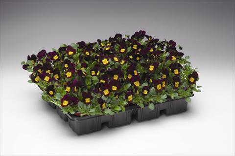 Foto de variedad de flores para ser usadas como: Tarrina de colgar / Maceta Viola cornuta Endurio F1 Red With Yellow Face