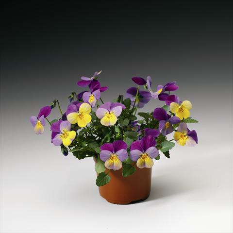 Foto de variedad de flores para ser usadas como: Tarrina de colgar / Maceta Viola cornuta Endurio F1 Yellow With Violet Wing