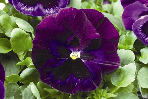 Foto de variedad de flores para ser usadas como: Planta de temporada / borde del macizo Viola wittrockiana Colossus F1 Neon Violet