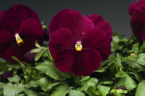 Foto de variedad de flores para ser usadas como: Planta de temporada / borde del macizo Viola wittrockiana Colossus F1 Pure Rose