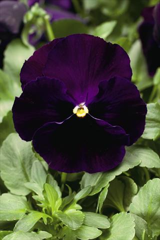 Foto de variedad de flores para ser usadas como: Planta de temporada / borde del macizo Viola wittrockiana Colossus F1 Purple with Blotch