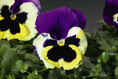 Foto de variedad de flores para ser usadas como: Planta de temporada / borde del macizo Viola wittrockiana Colossus F1 Tricolor