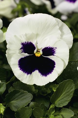 Foto de variedad de flores para ser usadas como: Planta de temporada / borde del macizo Viola wittrockiana Colossus F1 White with Blotch